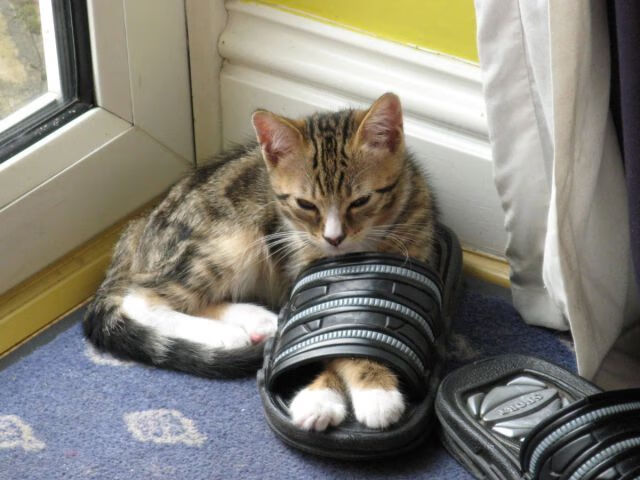 爱游戏在线娱乐官网-中国男篮全员健康备战 阵容深度逐渐增强,中国男篮备战情况 第2张 爱游戏在线娱乐官网-中国男篮全员健康备战 阵容深度逐渐增强,中国男篮备战情况 第2张